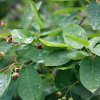 Amelanchier lamarckii bij NL Plants