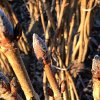 Aesculus hippocastanum bij NL Plants