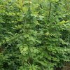 Carpinus betulus bij NL Plants