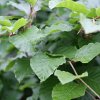 Fagus sylvatica bij NL Plants