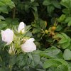 Rosa rugosa Alba bij NL Plants