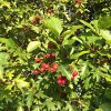 Crataegus monogyna bij NL Plants